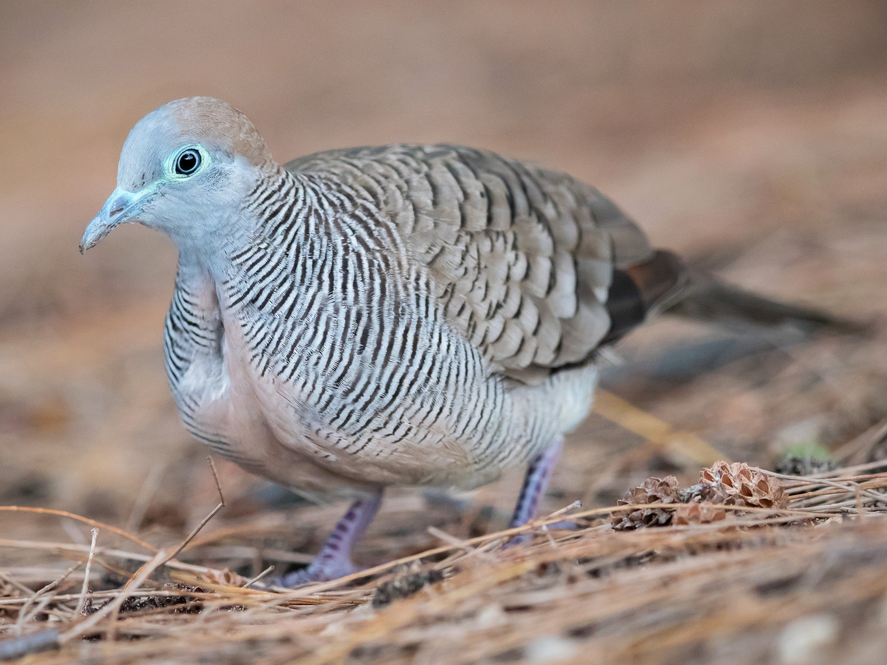 Zebra Dove - Ryan Sanderson