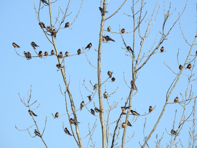 Mixed group of swallows. - Barn Swallow - 