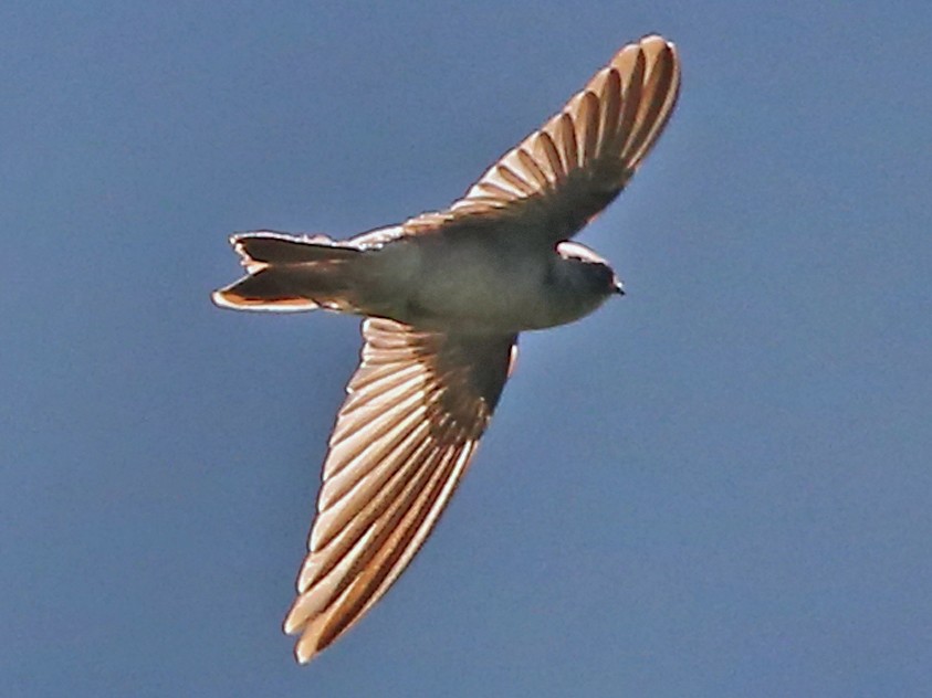 Mariana Swiftlet - Aerodramus bartschi - Birds of the World