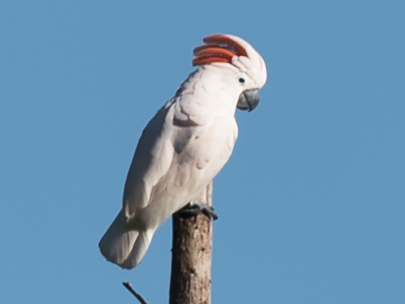 pink umbrella cockatoo