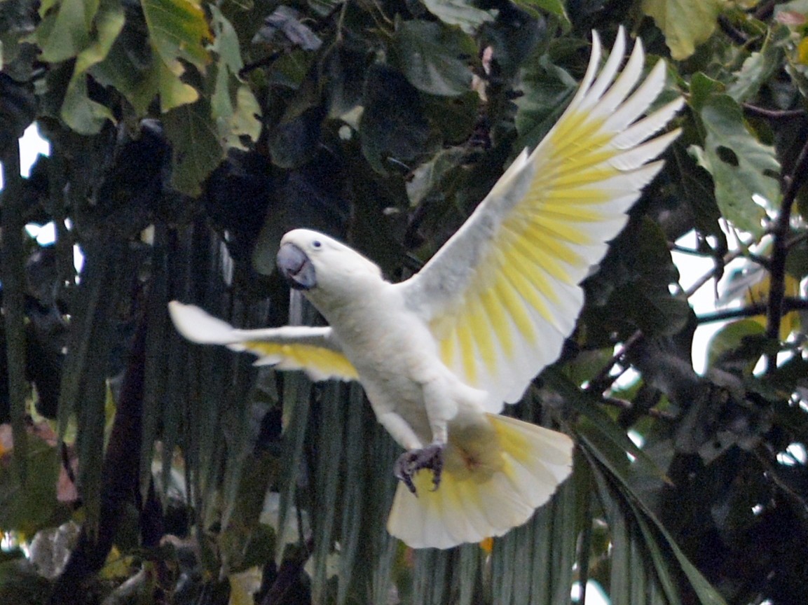 White Cockatoo - Cathy Pasterczyk