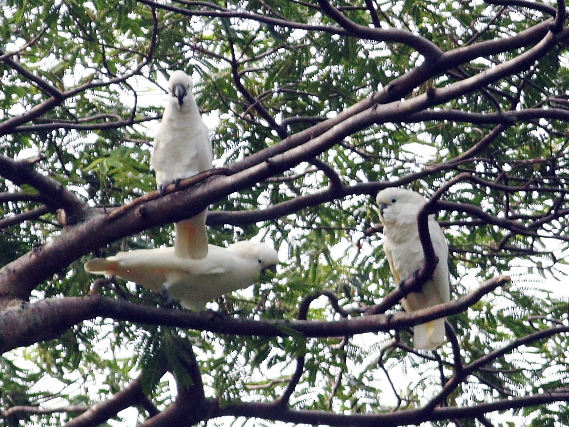 White Cockatoo - Anonymous