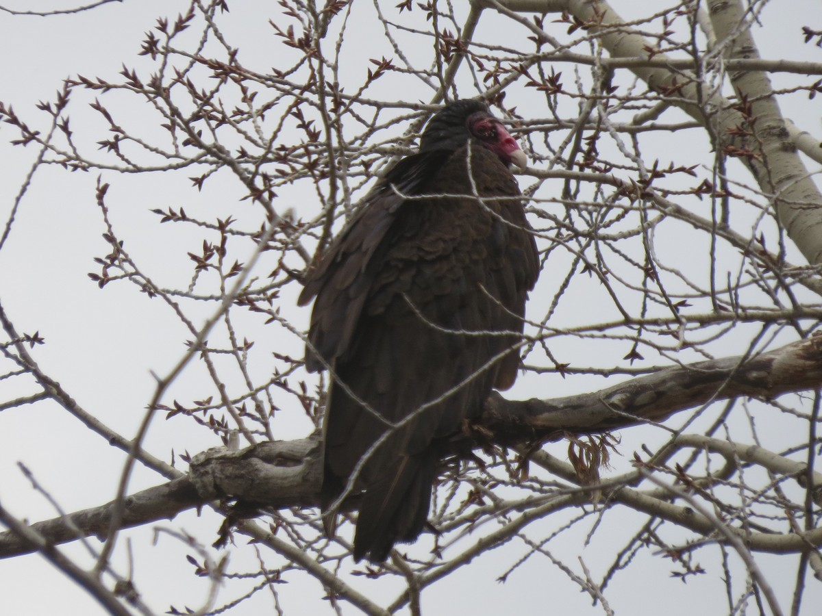 Turkey Vulture - BEN BAILEY