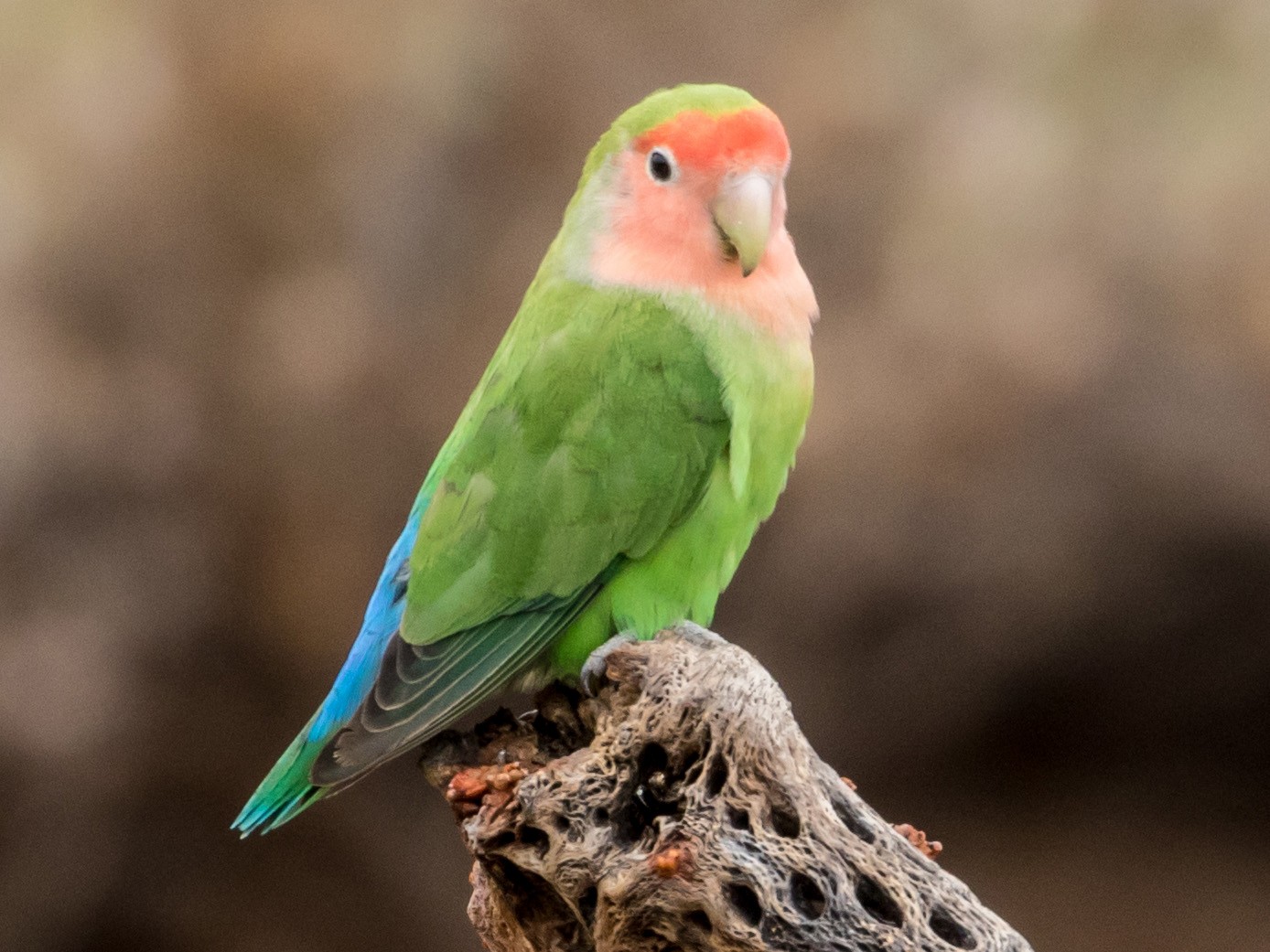 Rosy-faced Lovebird - eBird