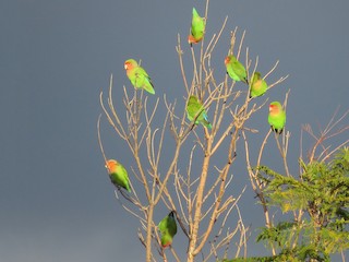コザクラインコ - eBird
