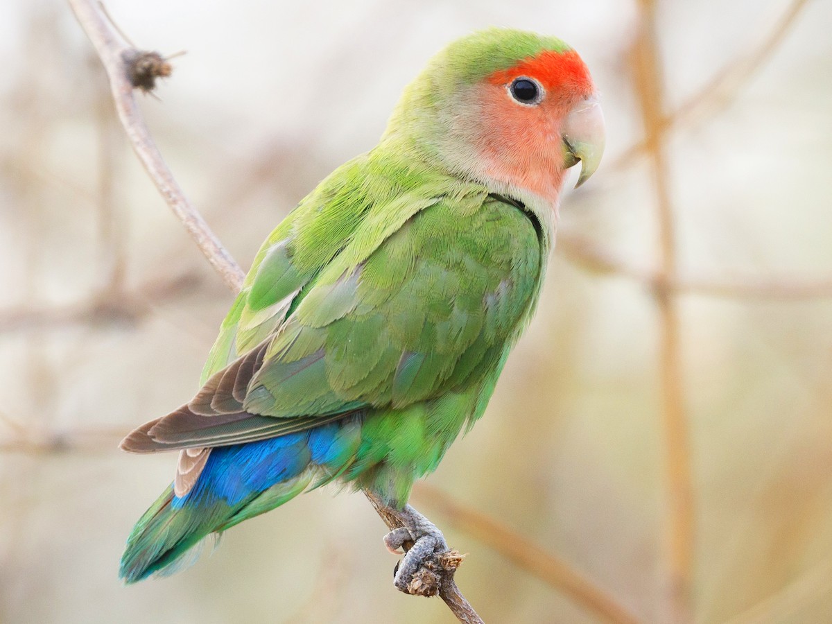 Green Peach Faced Lovebird