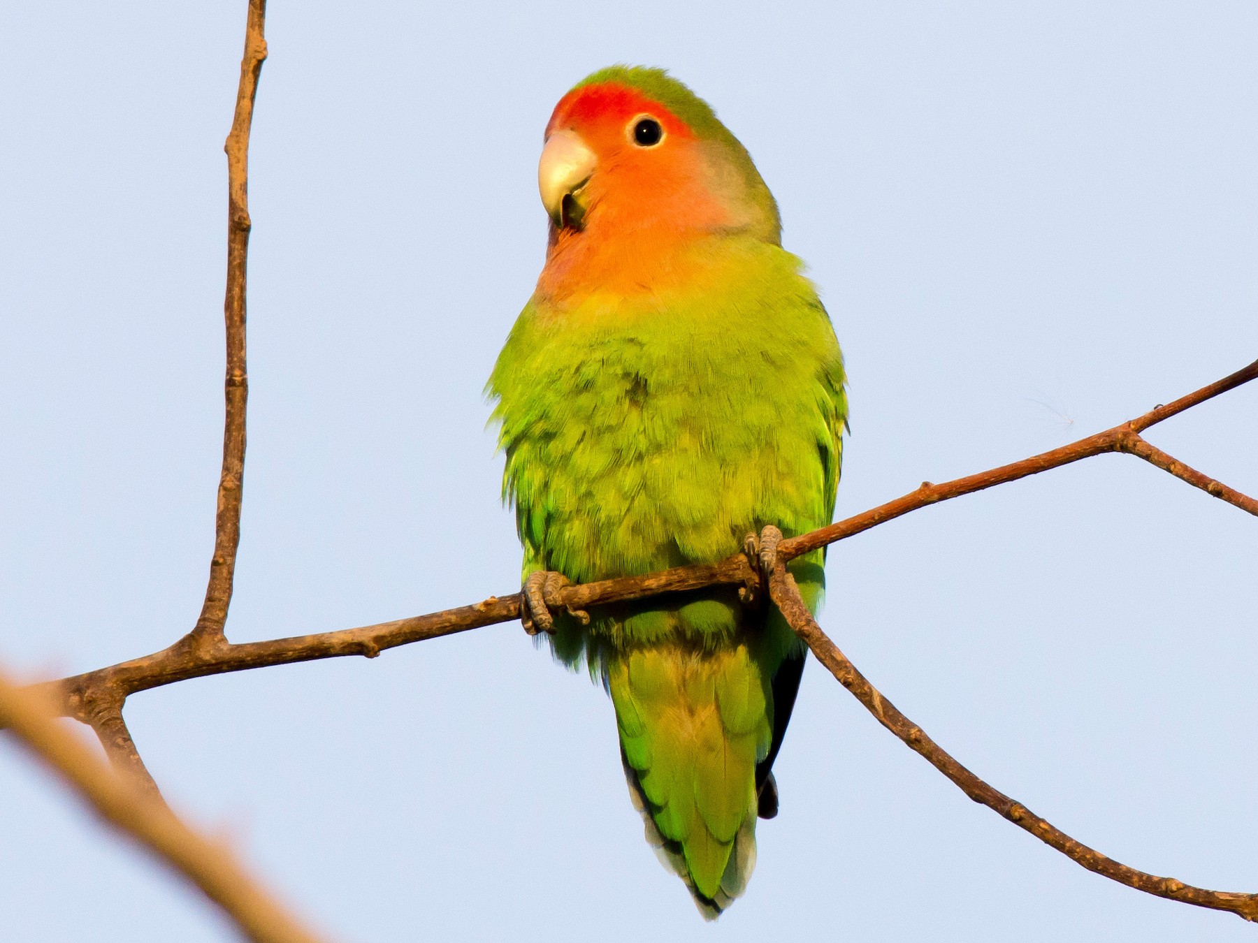 Rosy-faced Lovebird - eBird