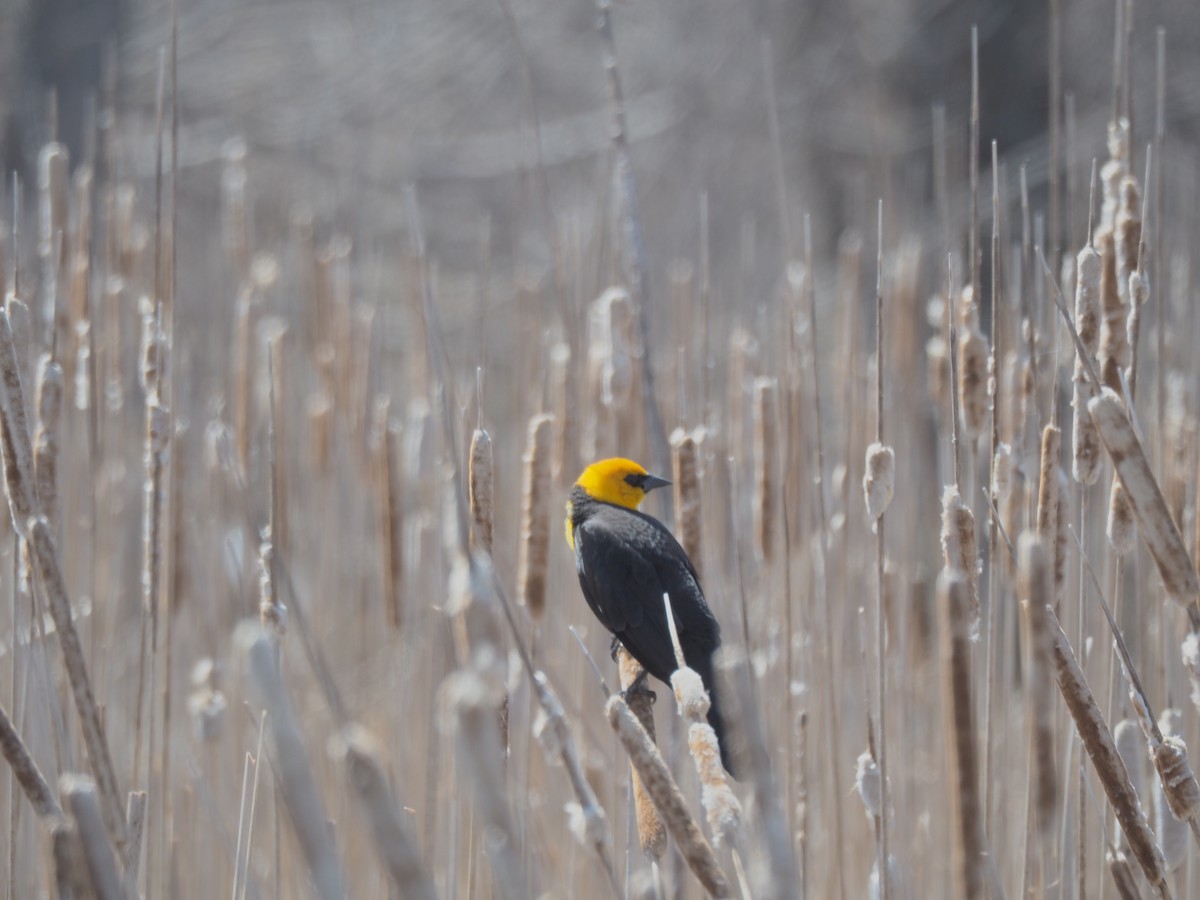 Yellow-headed Blackbird - Bob Brereton