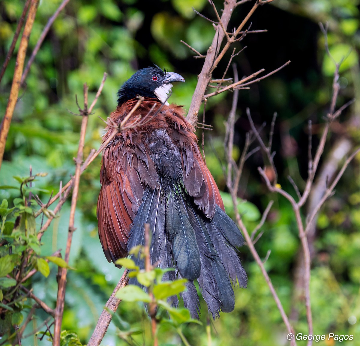 Blue-headed Coucal - George Pagos