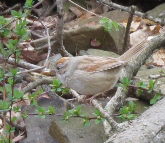 Swamp Sparrow - ML97307261