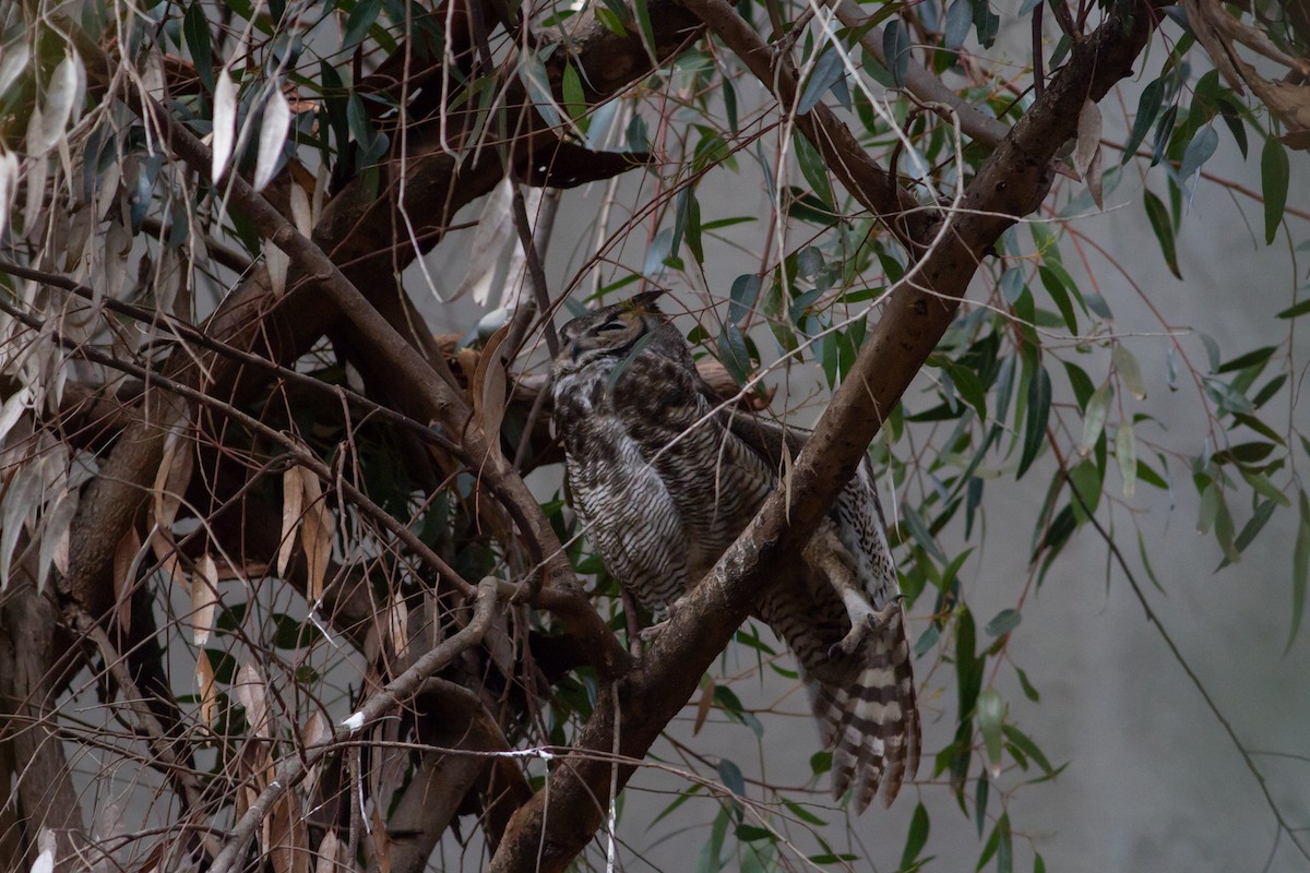 Great Horned Owl - ML97307401
