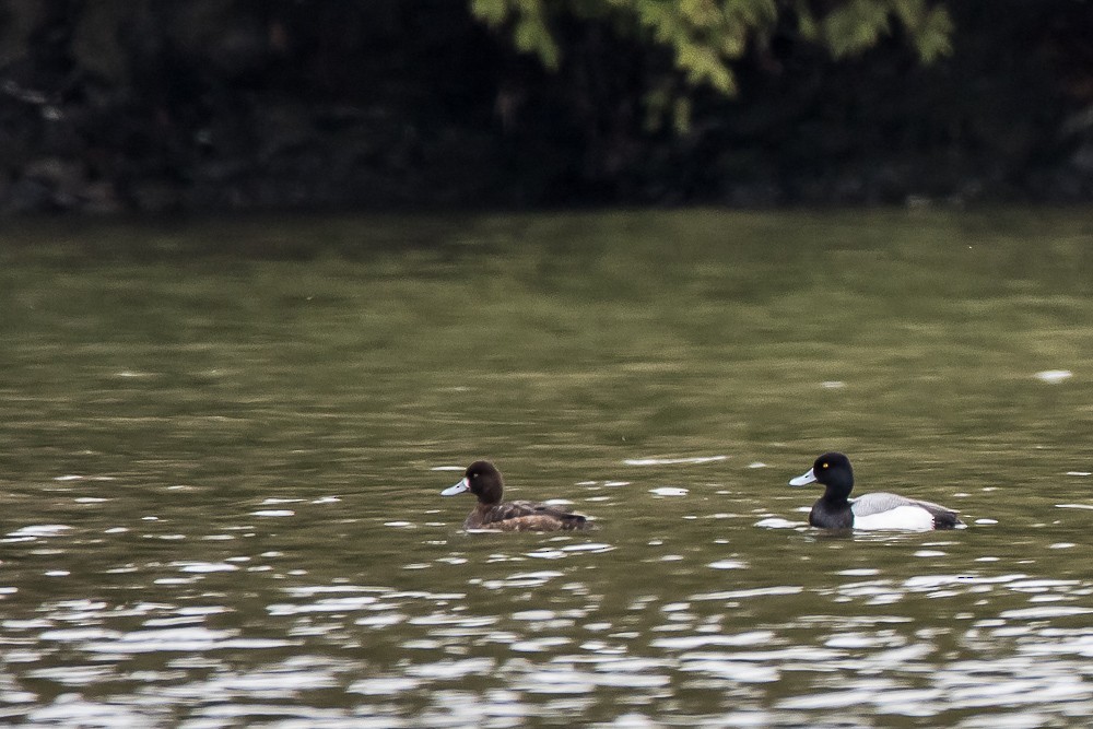 Greater Scaup - Jean-Guy Papineau