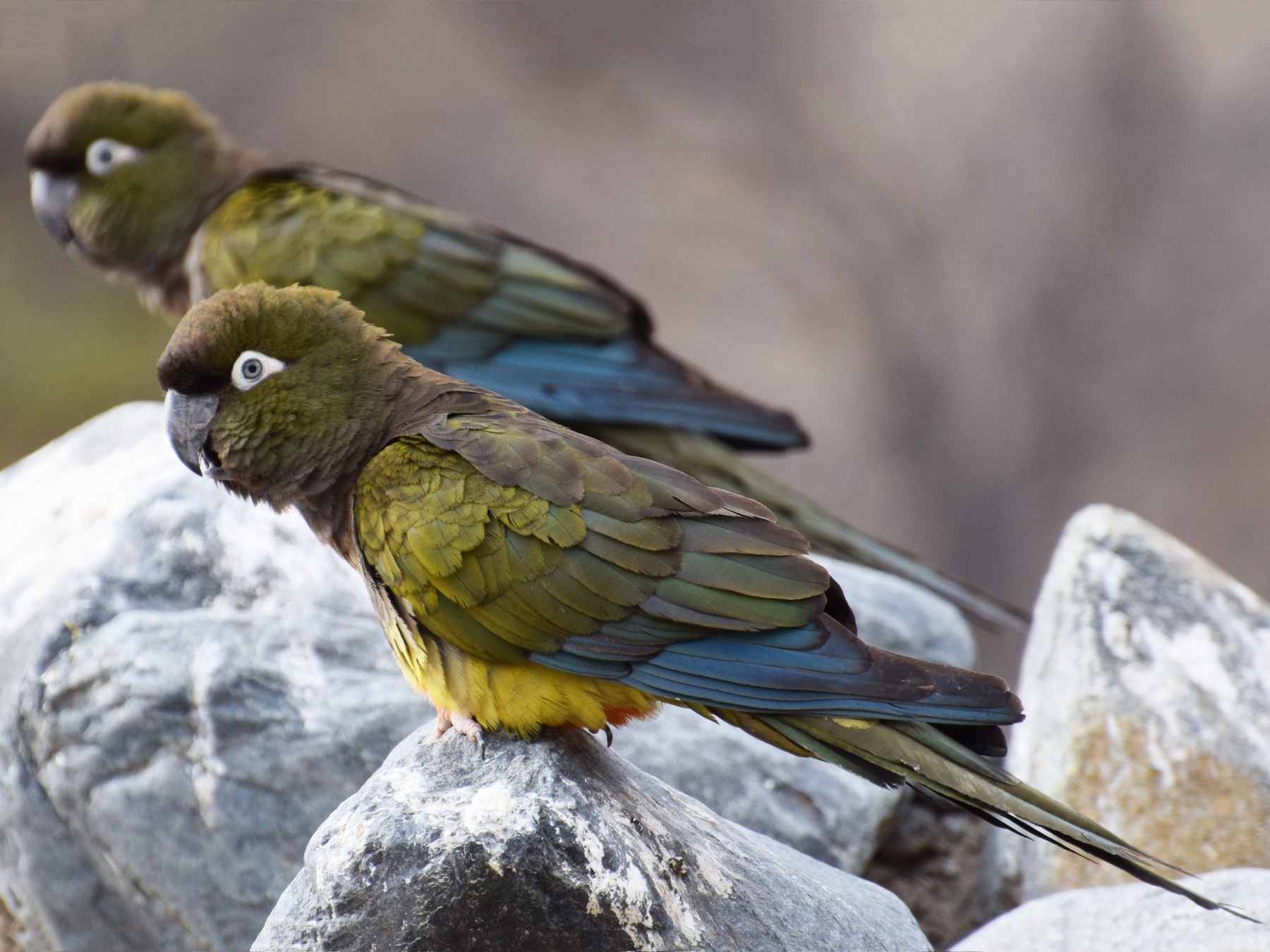 Burrowing Parakeet - Gabriele Vallejos