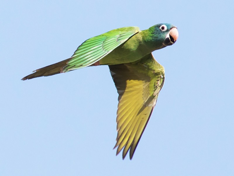 blue conure parrot