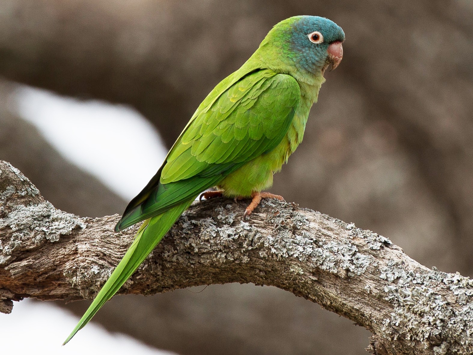 Blue Crowned Parrot