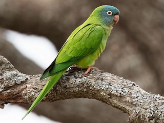  - Blue-crowned Parakeet