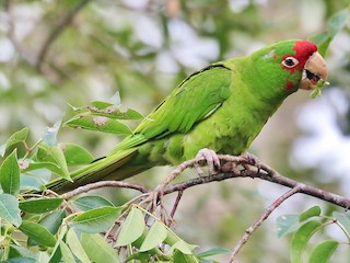  - Mitred Parakeet