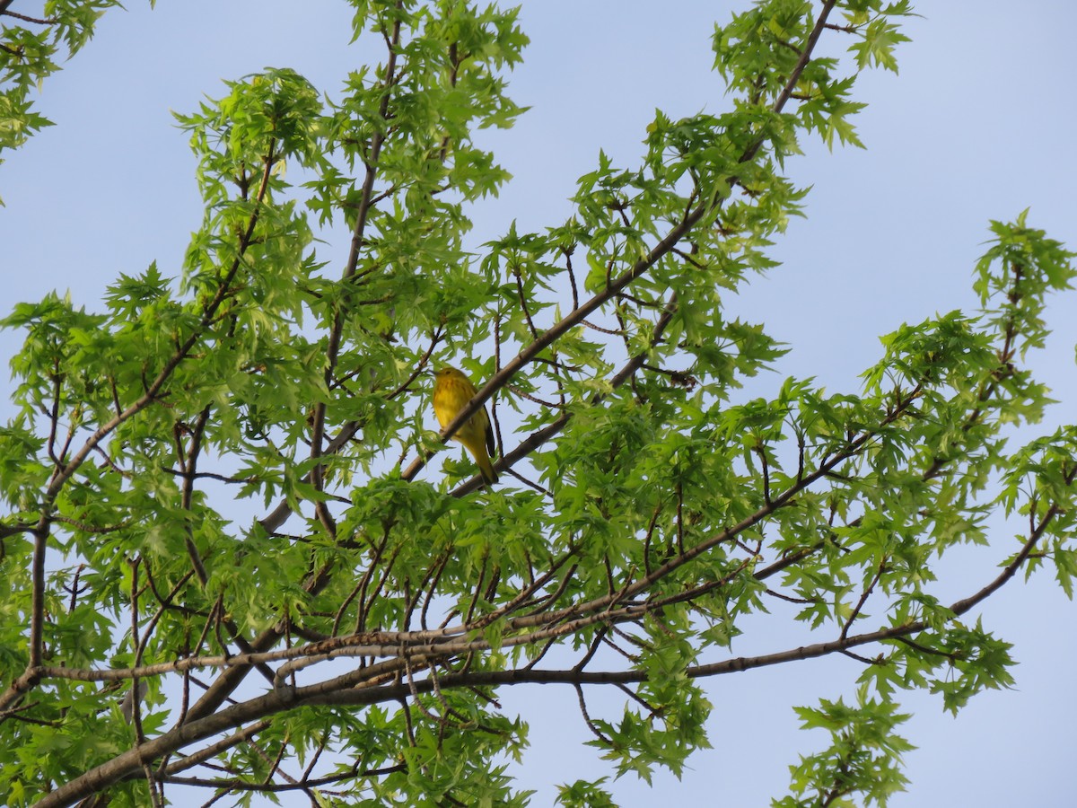 Yellow Warbler - ML97312111