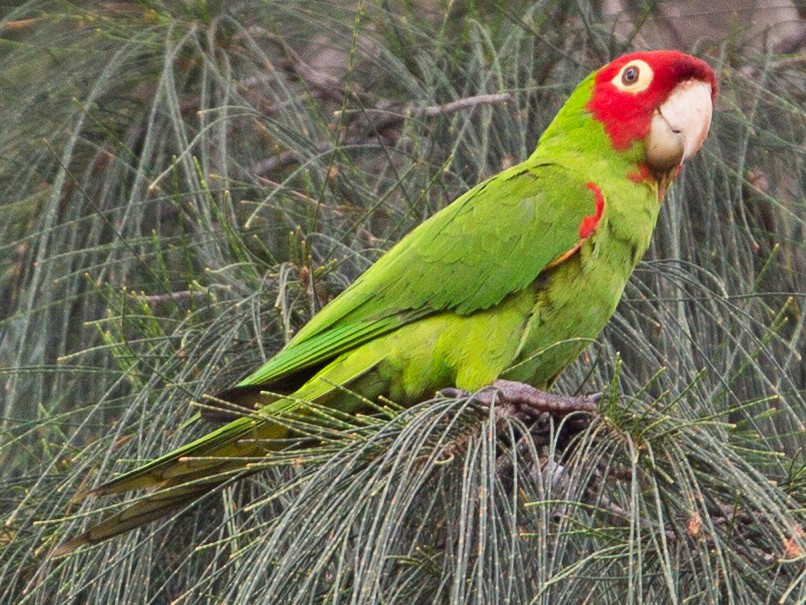 Red-masked Parakeet - David Disher