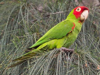  - Red-masked Parakeet