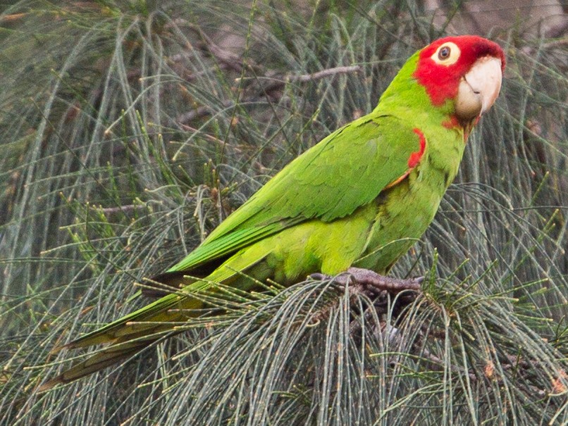 red masked conure