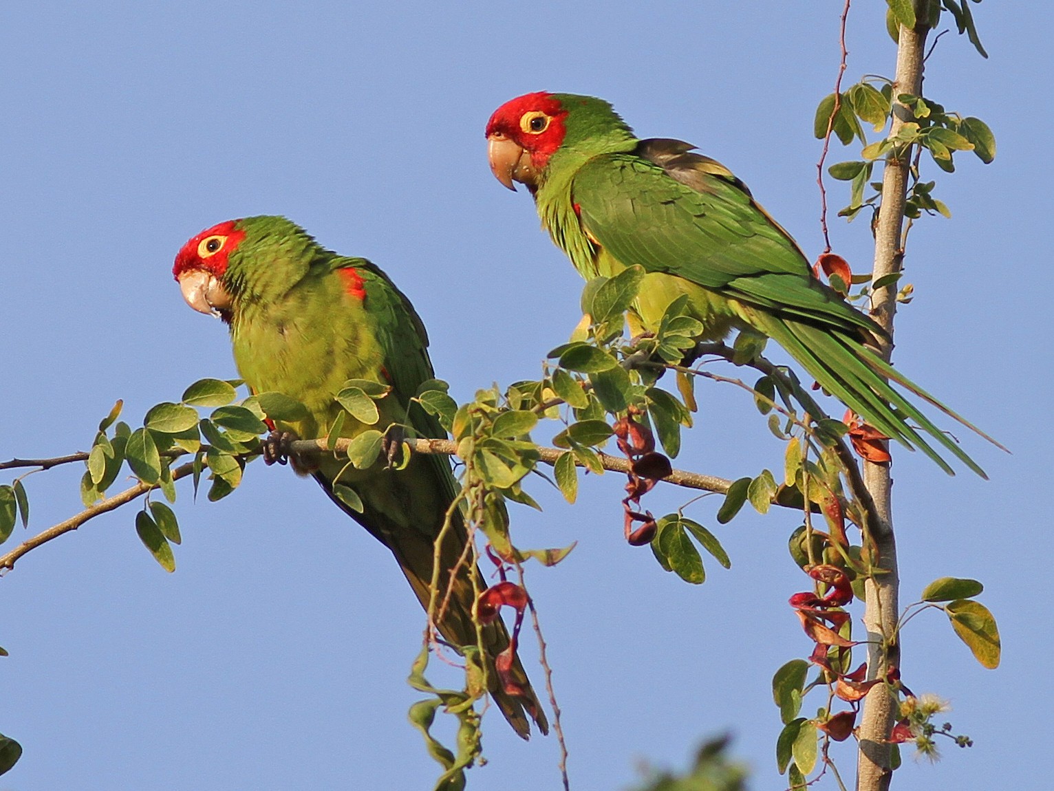 Red Parakeets