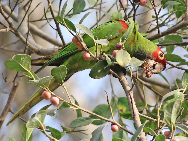  - Red-masked Parakeet - 