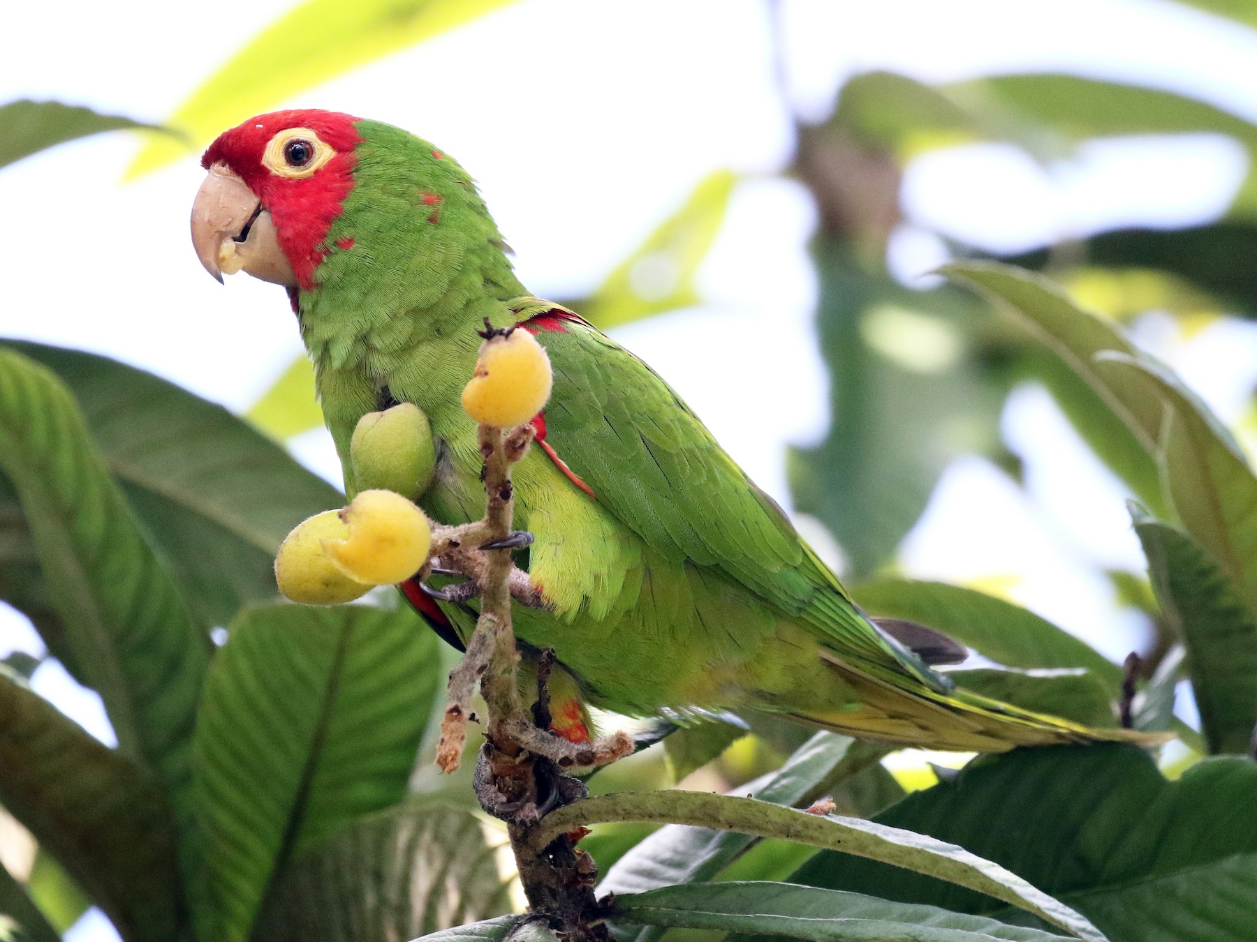 red masked conure