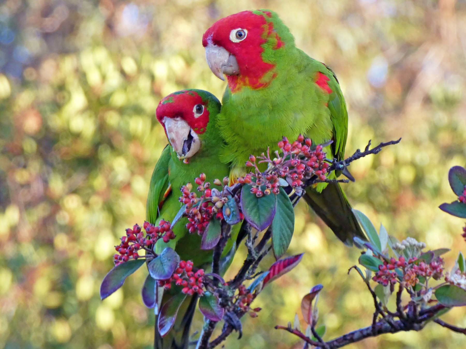 Red Parakeets