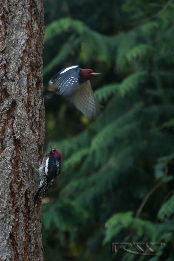 Red-breasted Sapsucker - Ron Wheeler