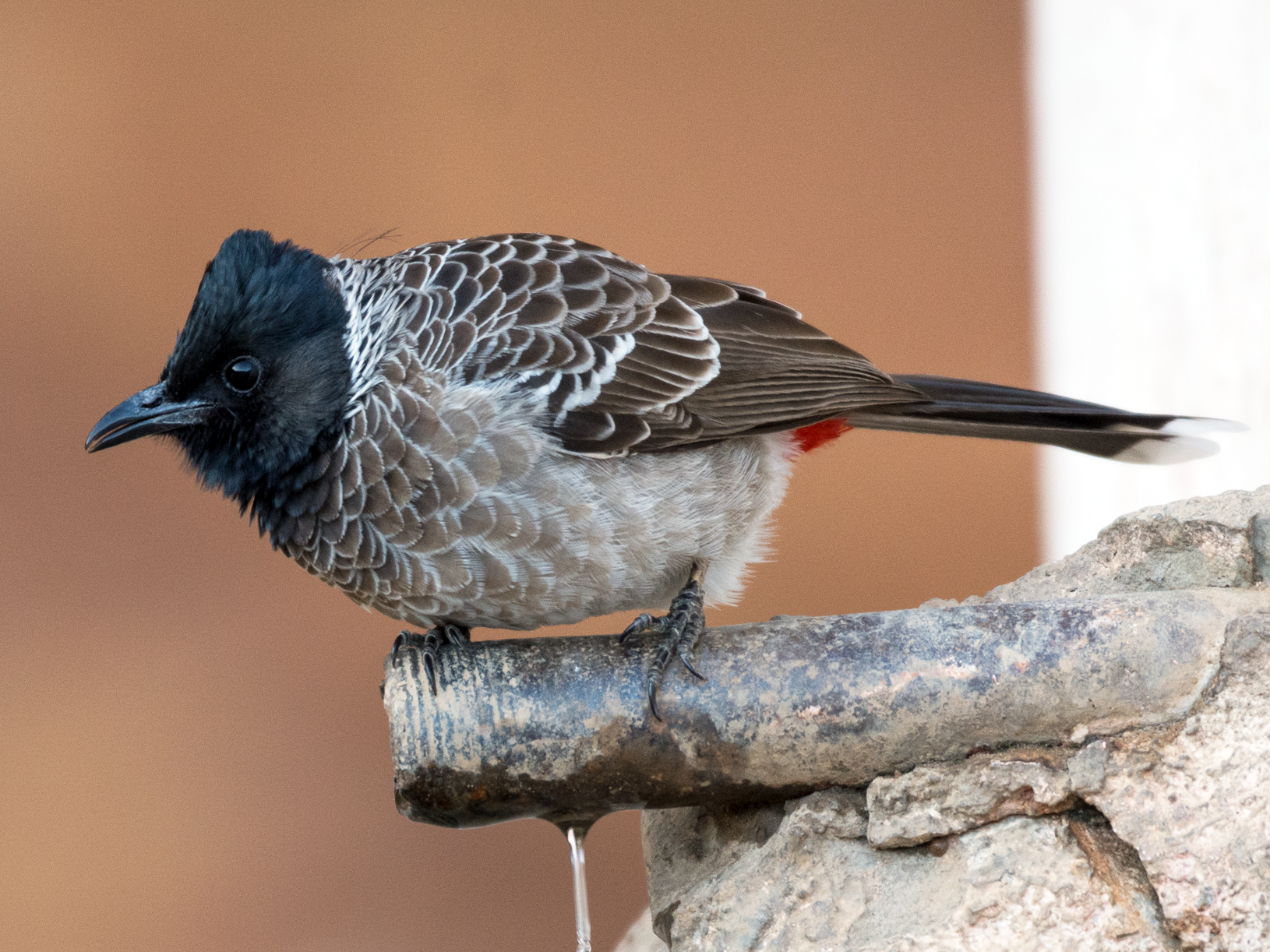 Red-vented Bulbul - Fareed Mohmed