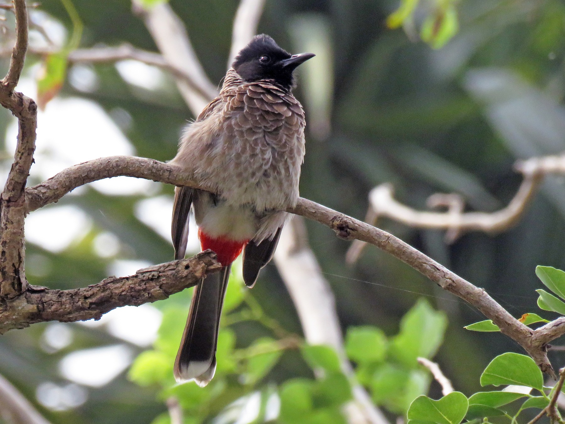 Red-vented Bulbul - Surendhar Boobalan