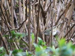  - Japanese Bush Warbler