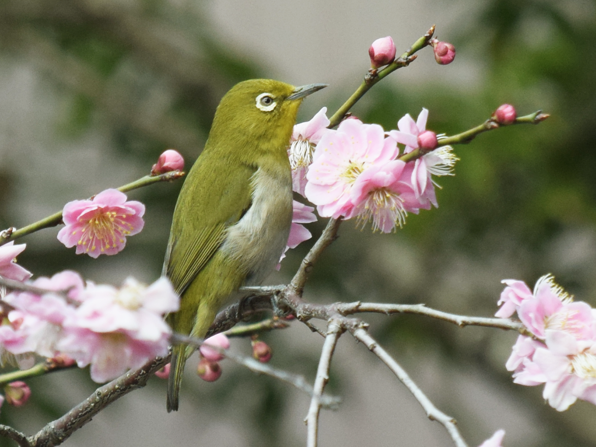 Warbling White-eye - John Anderson