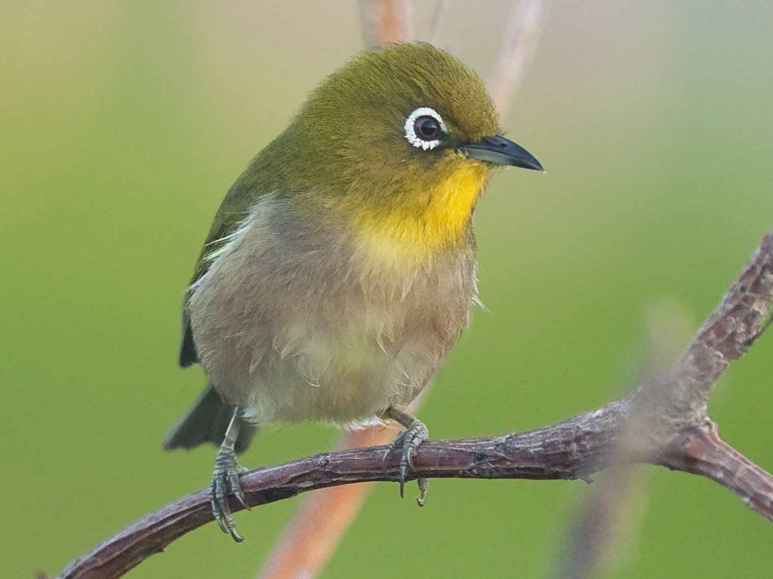 Warbling White-eye - Etienne Artigau🦩