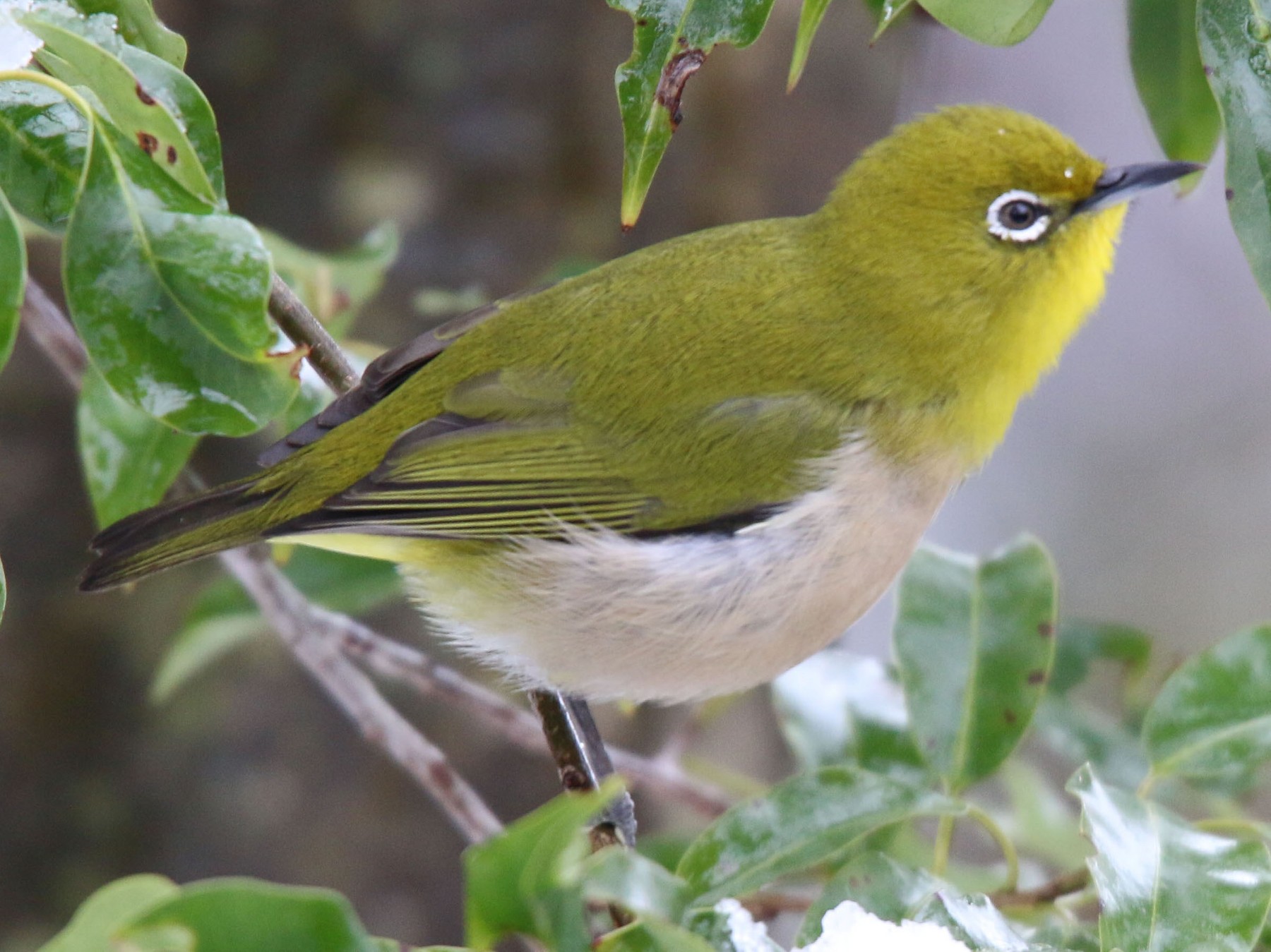 Warbling White-eye - Agus Jati