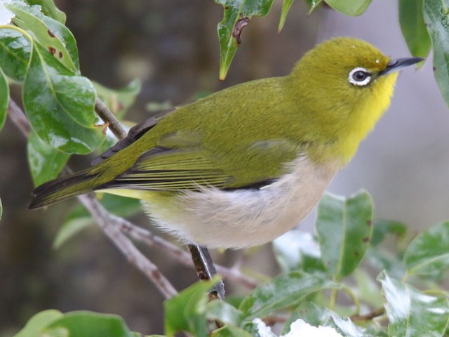 Photos - Warbling White-eye - Zosterops japonicus - Birds of the World