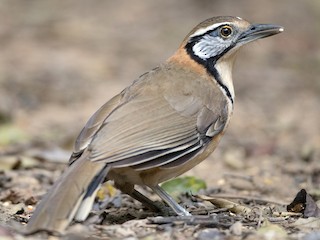  - Greater Necklaced Laughingthrush