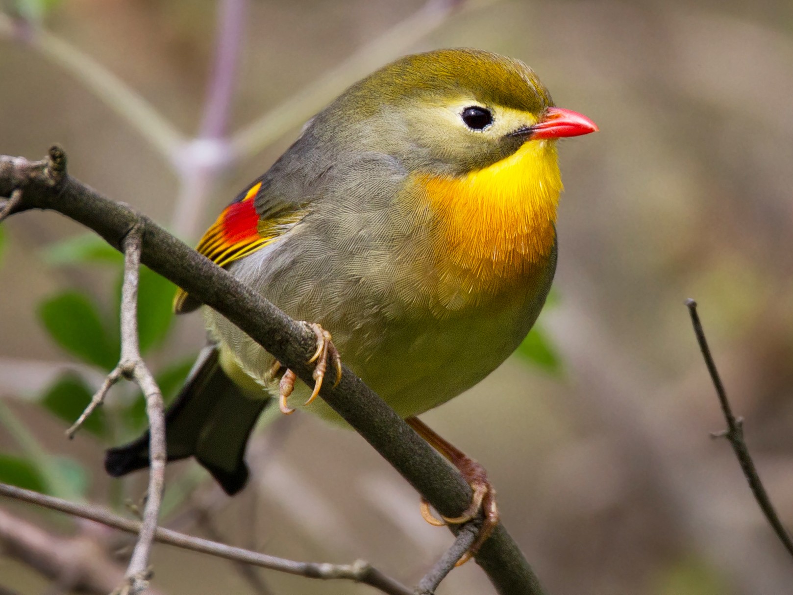 Red-billed Leiothrix - Ian Davies