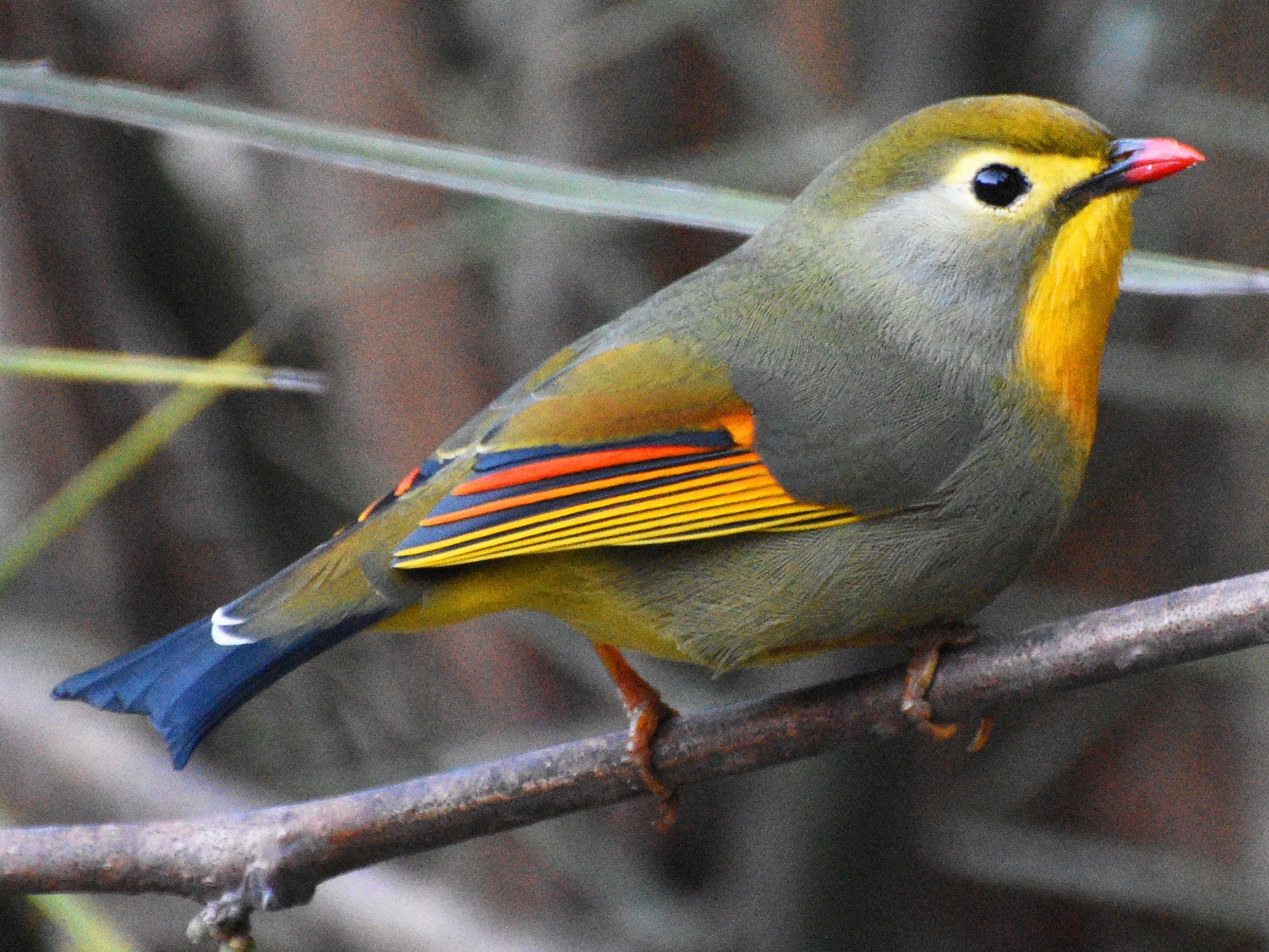 Red-billed Leiothrix - eBird