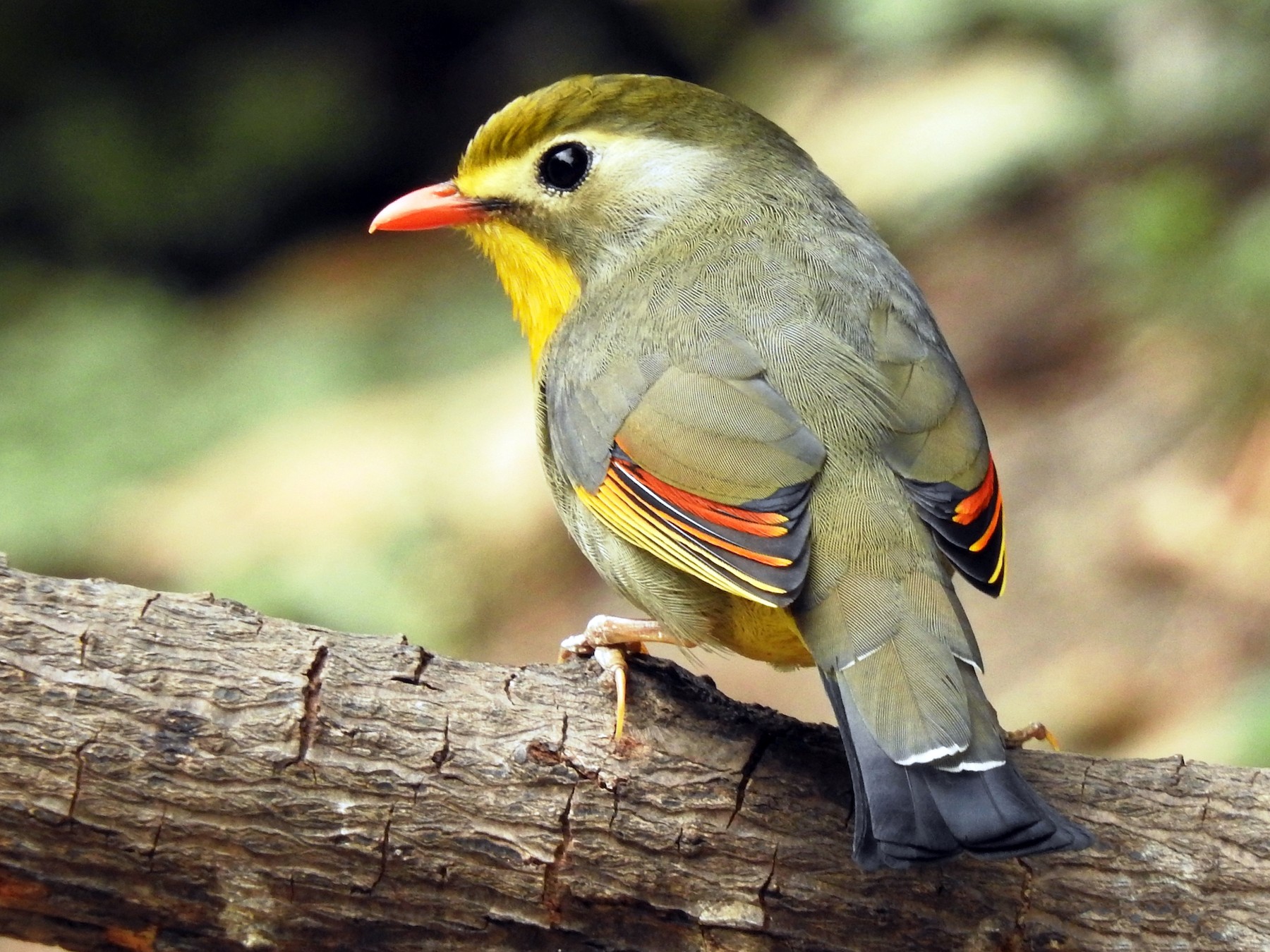 Red-billed Leiothrix - eBird