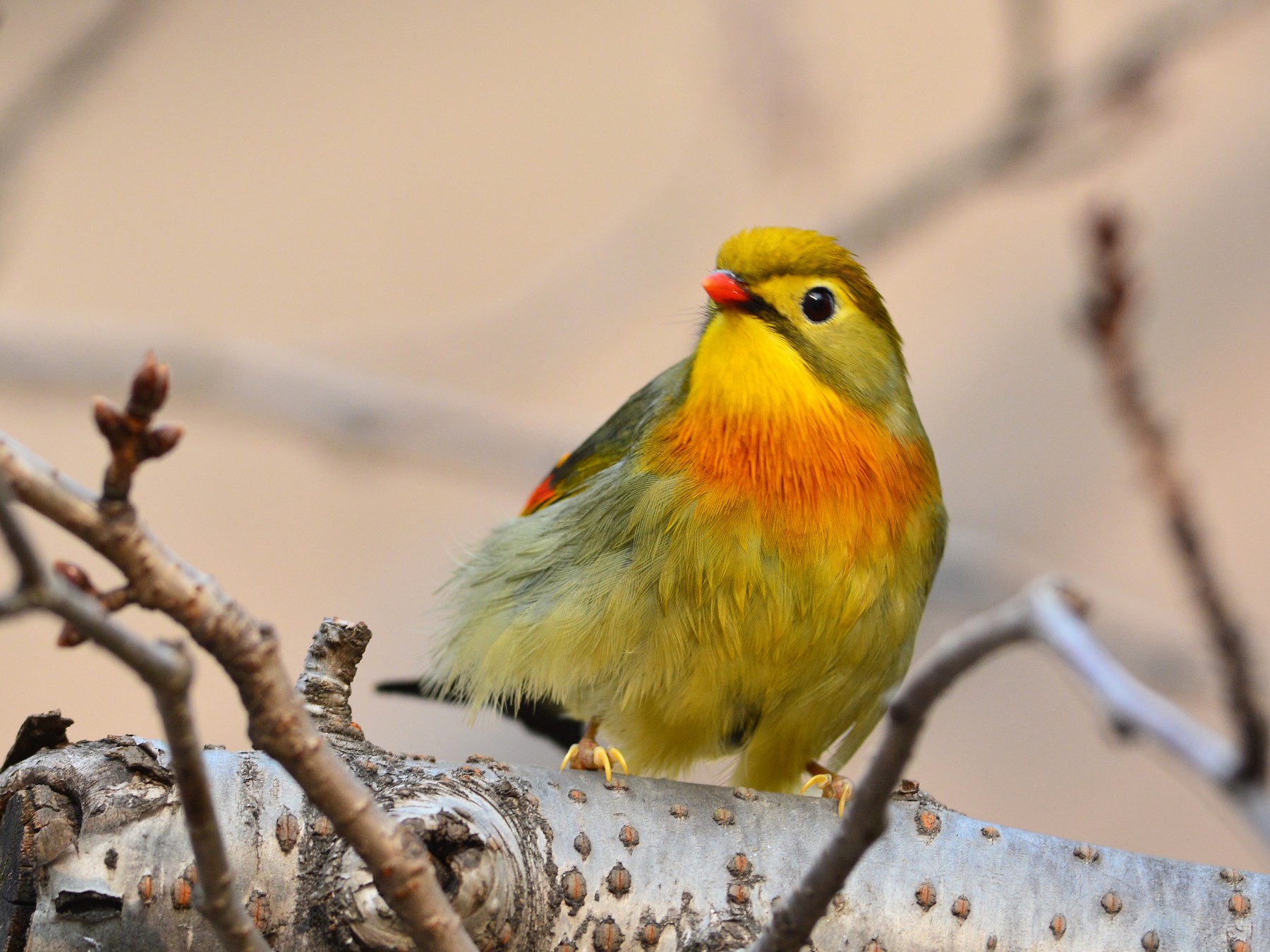 Red-billed Leiothrix - Ta-Chih Chen