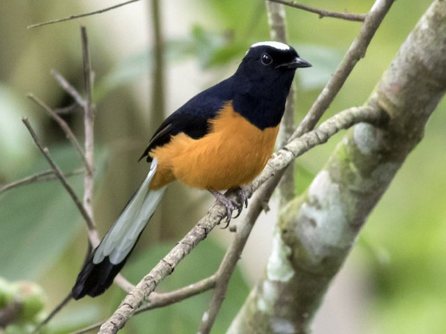 Photos - White-crowned Shama - Copsychus stricklandii - Birds of the World