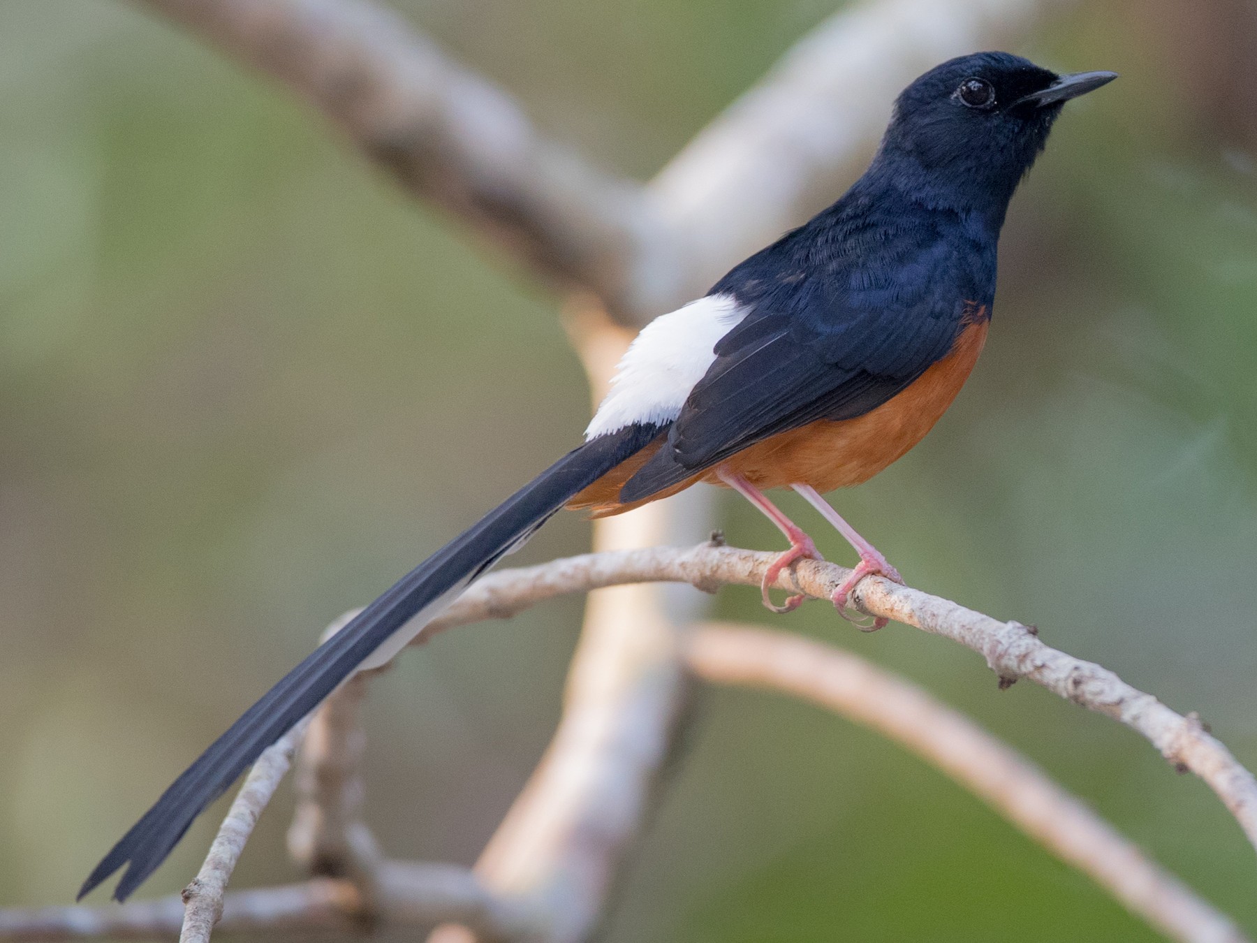 White-rumped Shama - Ian Davies