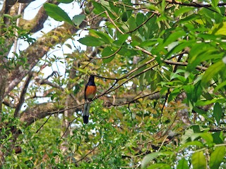  - White-rumped Shama