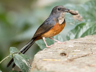  - White-rumped Shama (White-rumped)