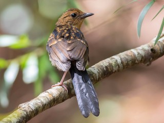  - White-rumped Shama