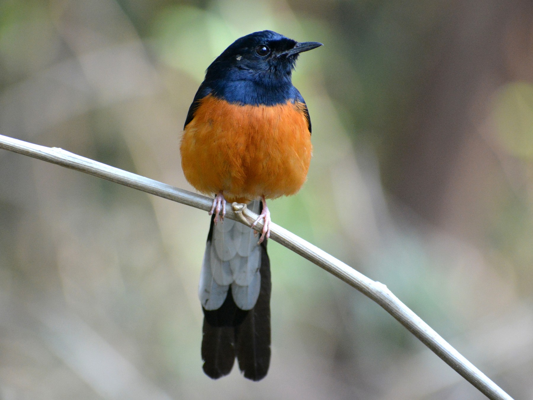 White-rumped Shama - Sipu Kumar