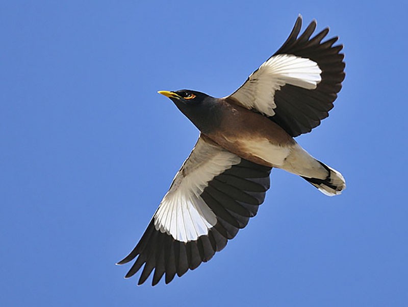 Common Myna - Jens Eriksen