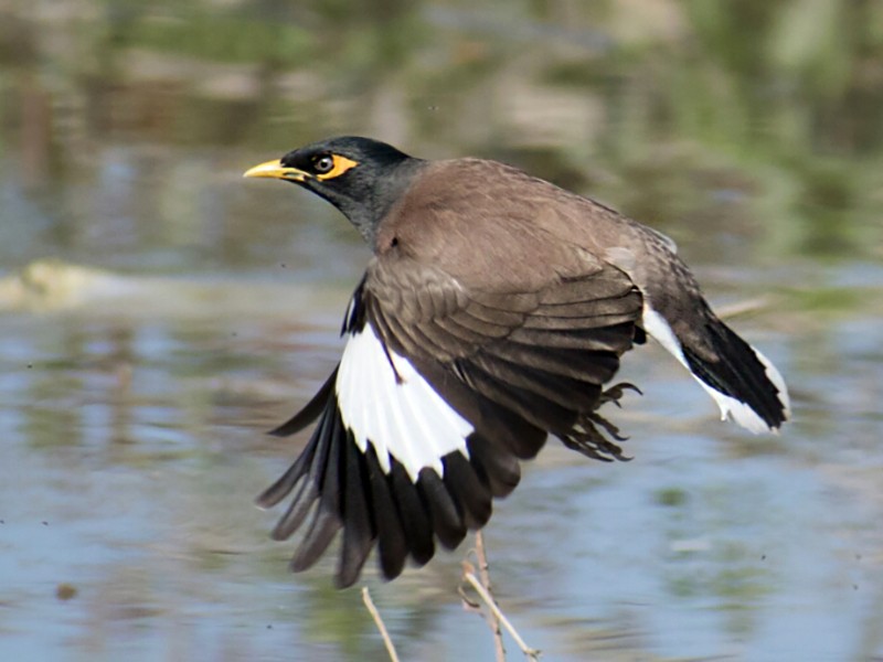 Common Myna - Vivek Rawat